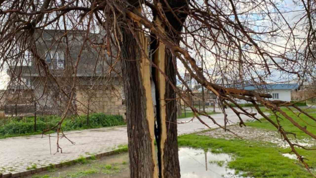 Mardin’de yıldırımın isabet ettiği ağaç ikiye bölündü
