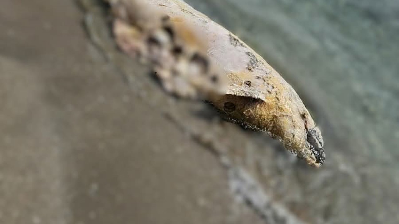 Tekirdağ’da yunus ölüsü bulundu
