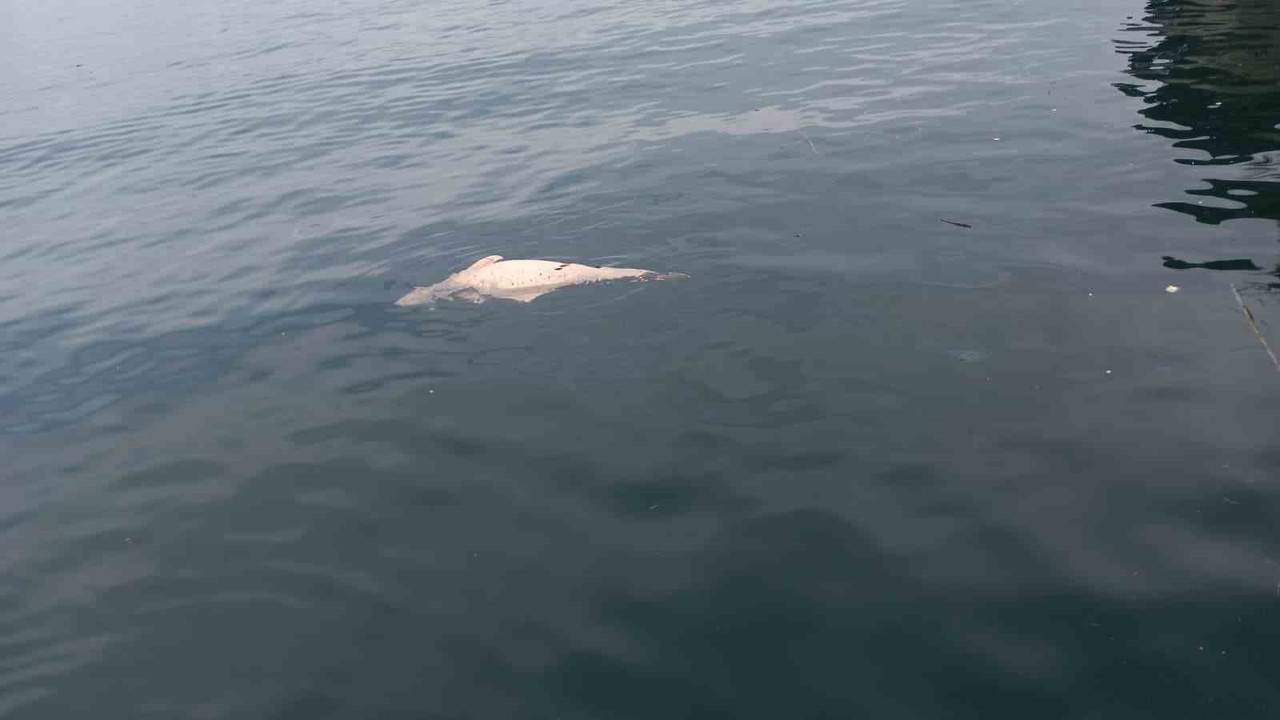 Kocaeli’de kıyıya sürüklenen ölü yunus görüntülendi
