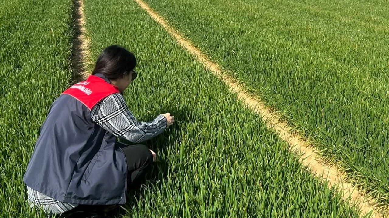 Lüleburgaz ve Pehlivanköy’de hububat tarlaları mercek altında
