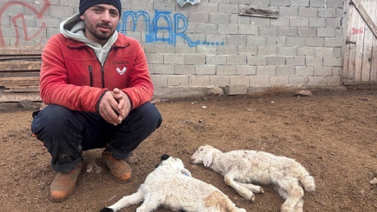 "Kuzu Septisemisi" yeni doğan kuzuları telef ediyor
