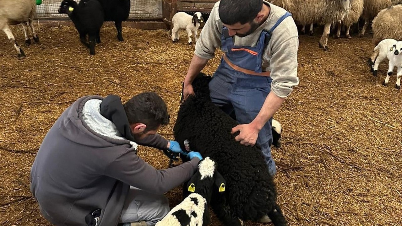 Refahiye’de hayvan sağlığı için sahadalar
