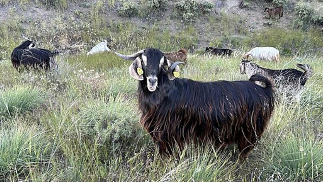 Edirne’de brusella alarmı: Keçiler karantinaya alındı
