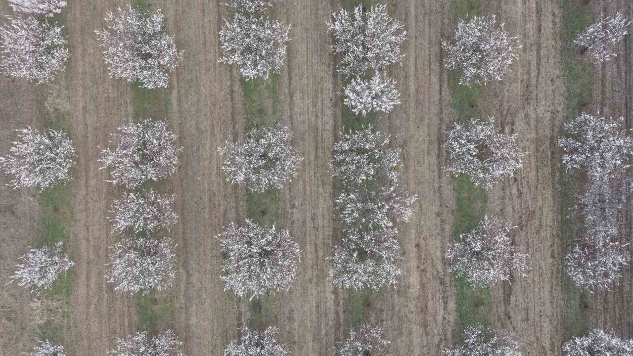 Iğdır’da kayısı ağaçları çiçek açtı, ova beyaza büründü
