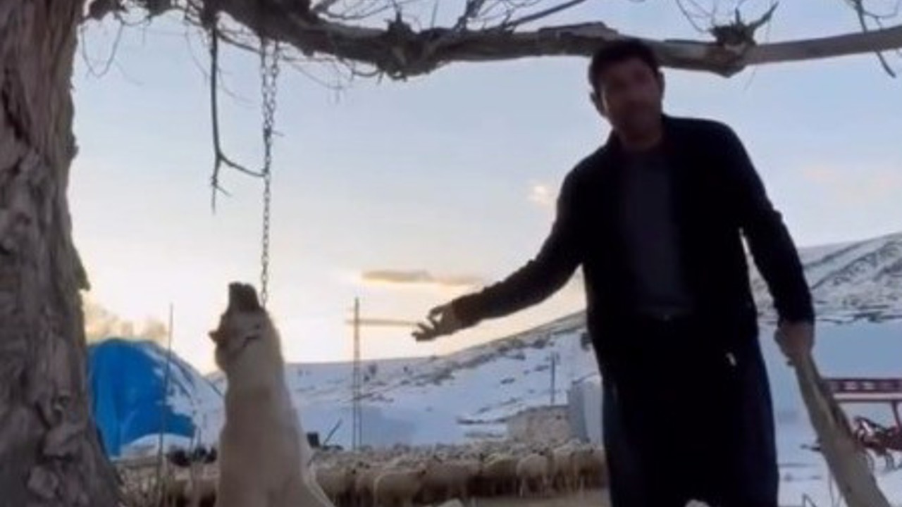 Köpeği zincirle ağaca asarak öldüren şahıs gözaltına alındı
