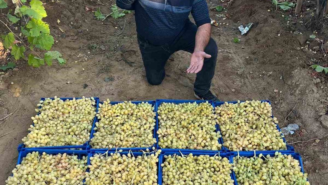 Sarıgöl’de üzüm hasadı hız kesmeden devam ediyor
