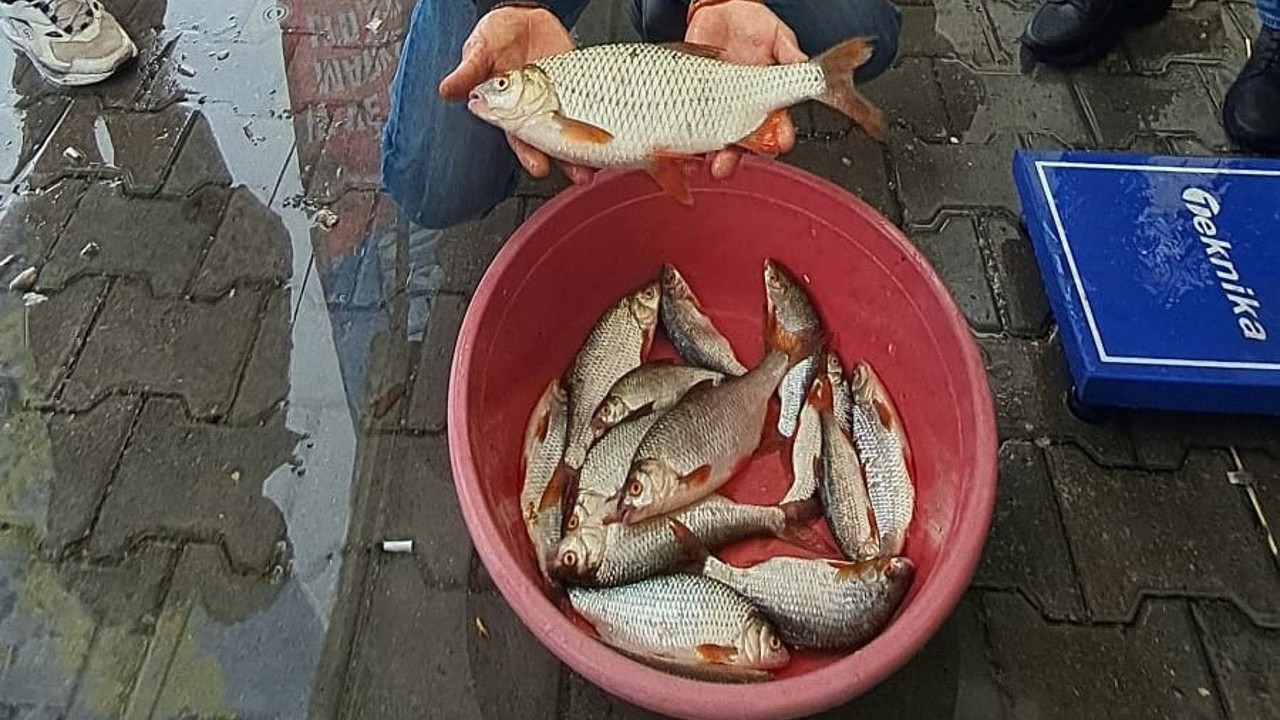 Sapanca Gölü’nde kızılkanat heyecanı: Amatör balıkçılar kıyasıya yarıştı
