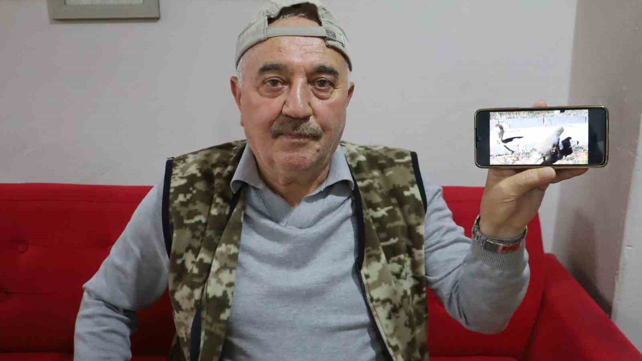 Kanka olan kedi ve tilki dikkat çekti
