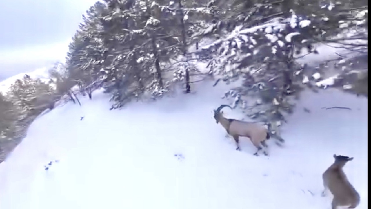 Malatya’da Yaban Keçisi Avına 956 Bin TL Ceza