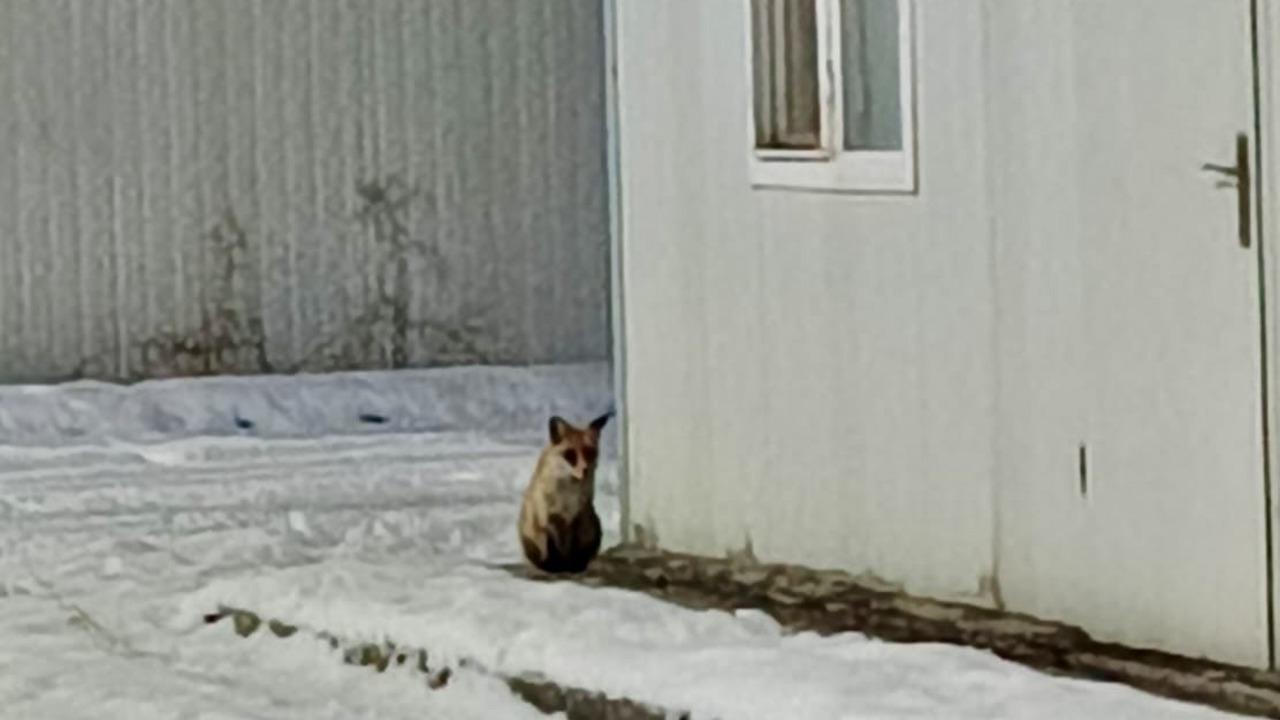 İkizce Konteyner Kent’te Tilki Görüntülendi