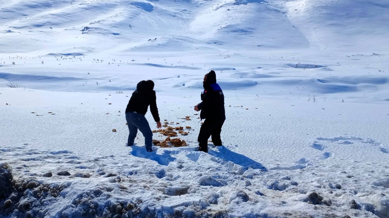 Doğanşehir’de Yaban Hayvanları İçin Örnek Duyarlılık