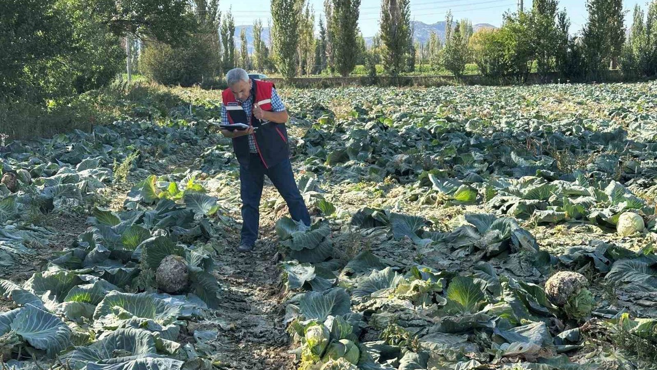 Tarım ürünlerinin tarladaki kalite kontrolleri devam ediyor
