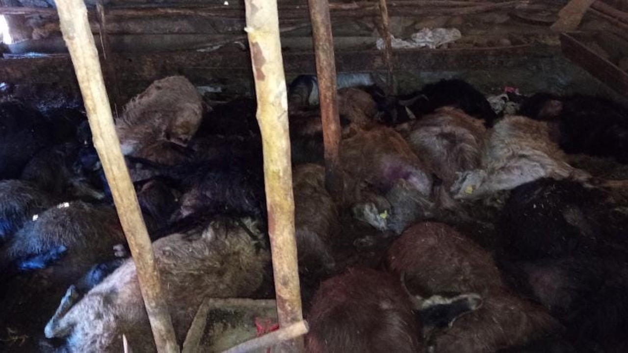 Ağıla yıldırım düştü: 45 küçükbaş hayvan telef oldu
