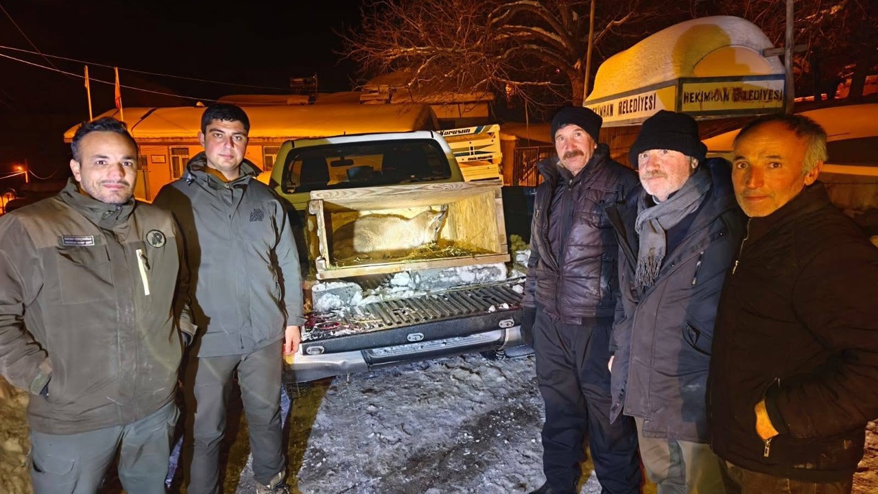 Kıştan kaçtı, köye sığındı: yavru dağ keçisi koruma altında