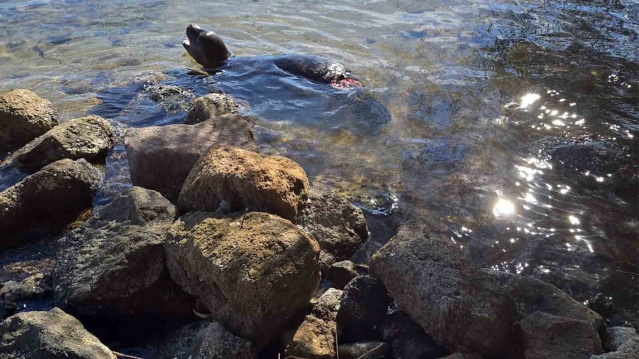 Yaralanan Akdeniz yavru keşiş foku öldü
