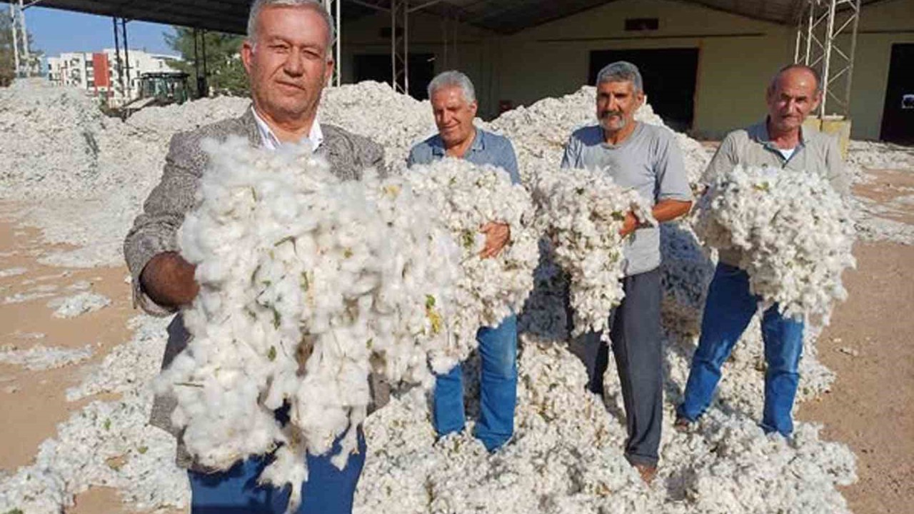Araban Ovası’nda makinalı pamuk hasadı buruk başladı
