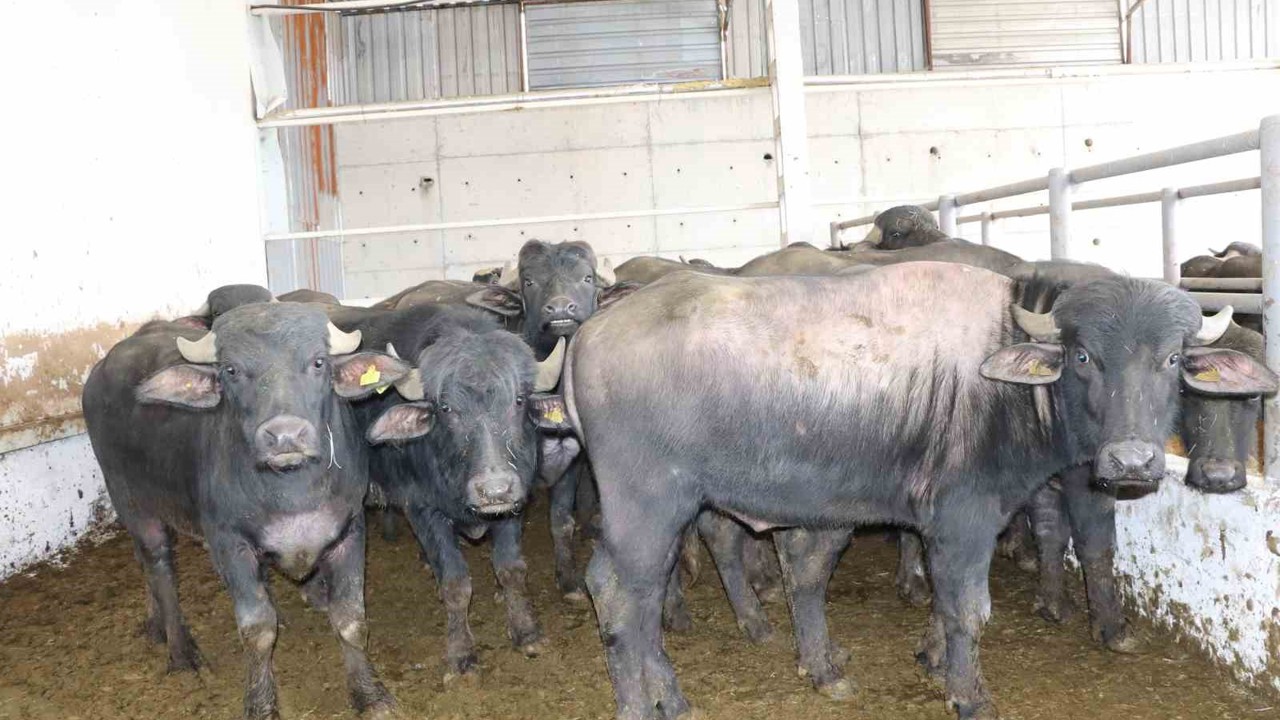 Anadolu mandaları yetiştiricilere teslim edildi
