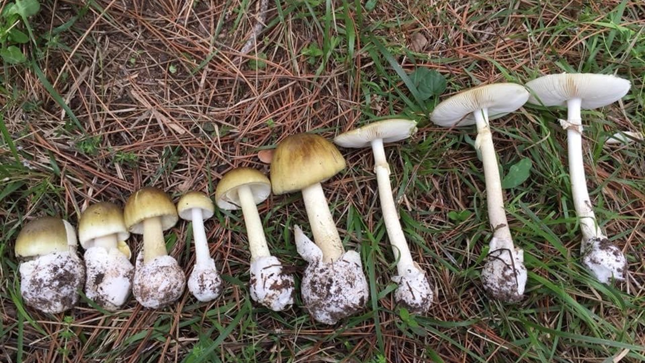 Mantar sezonu başladı: Uzmanlar zehirlenmelere karşı uyardı
