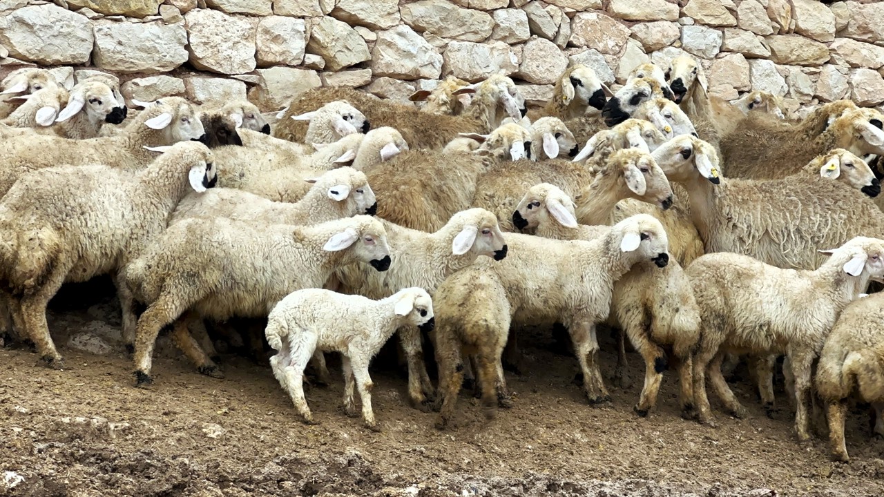 Malatya genelinde kuzu doğumlarının başlamasıyla birlikte küçükbaş yetiştiricile