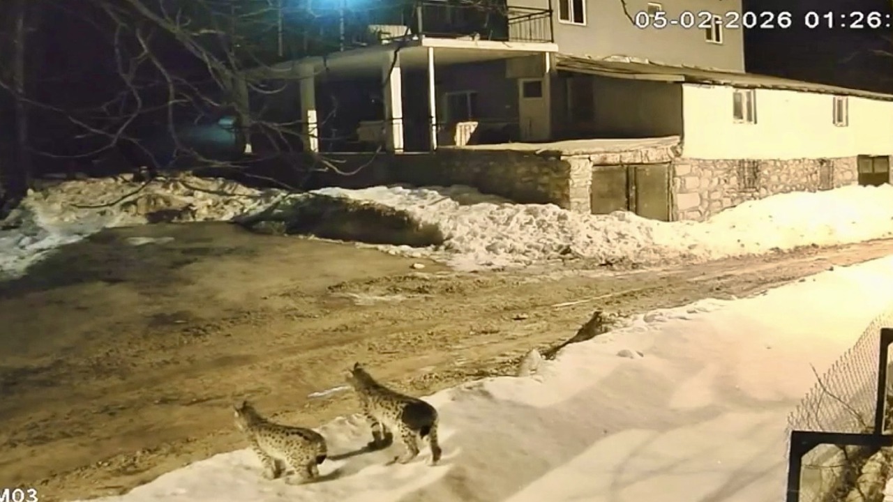 Hekimhan’da Vaşak Ailesi Güvenlik Kamerasına Yansıdı