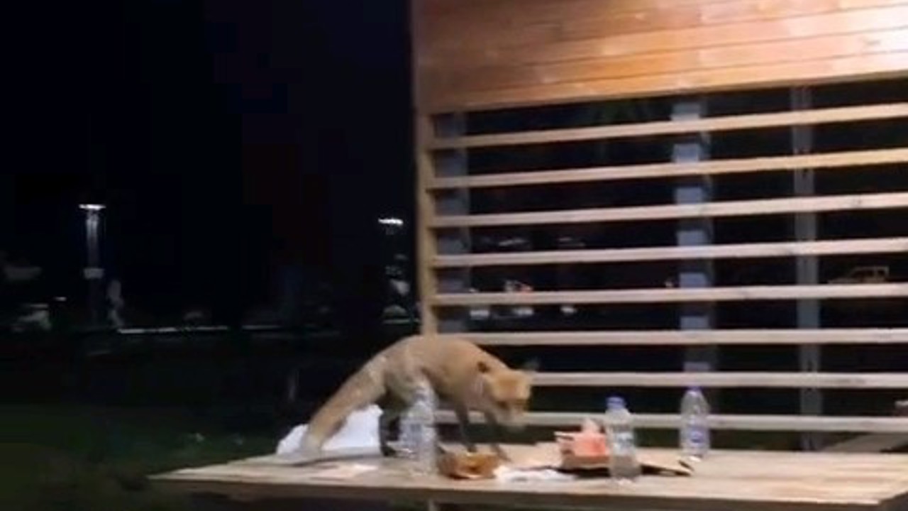 Yavru tilki doğum günü pastasına kondu
