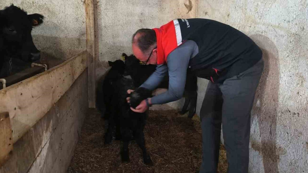 Bayburt’ta etçi ırk damızlık hayvan kontrolleri yapıldı
