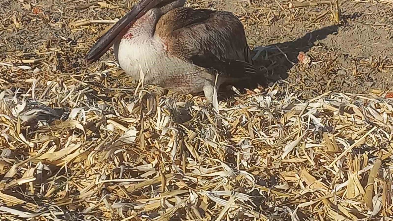 Yaralı pelikana vatandaşlardan yardım eli
