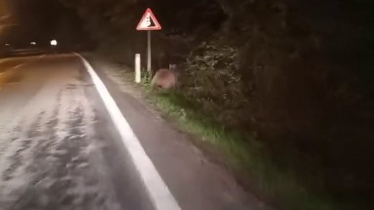 Aç kalan ayılar yollara düştü
