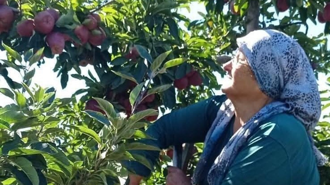 Beyşehir’in elma deposu mahallesinde hasat mesaisi sürüyor
