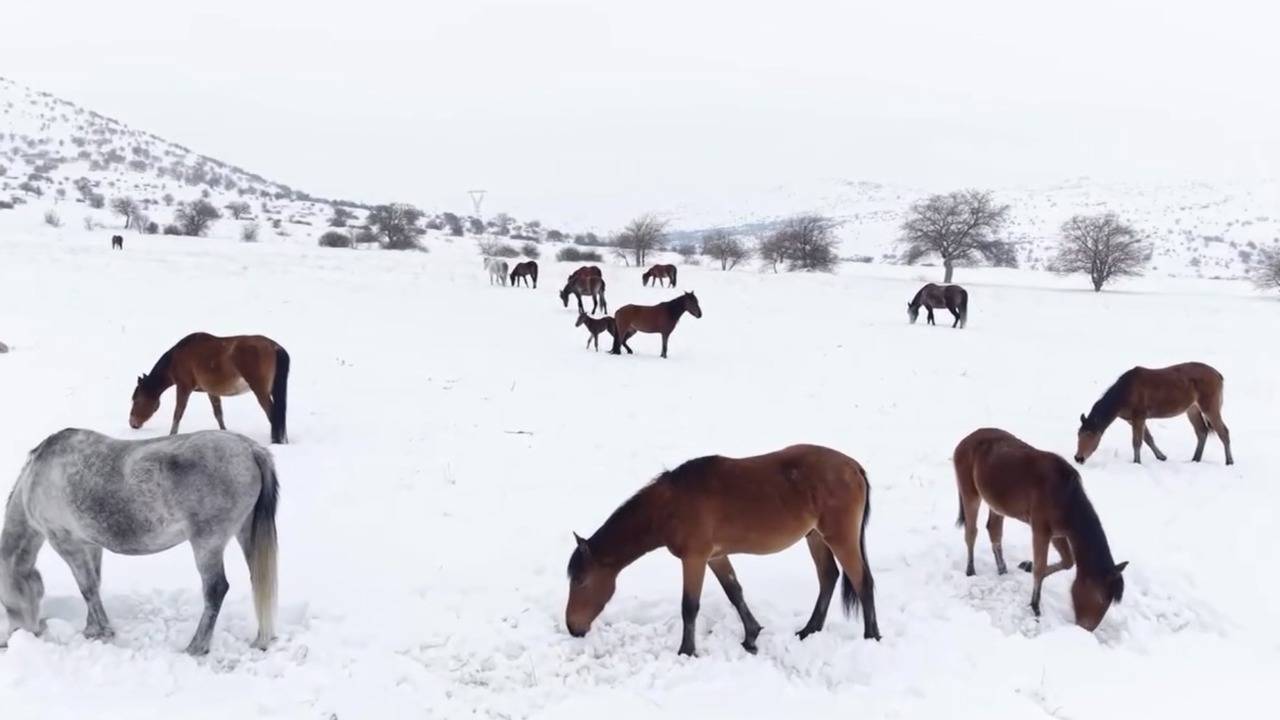 Malatya’da Yılkı Atları İçin Yemleme Seferberliği