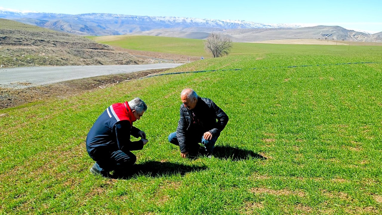Malatya’da Buğday Tarlaları Mercek Altında