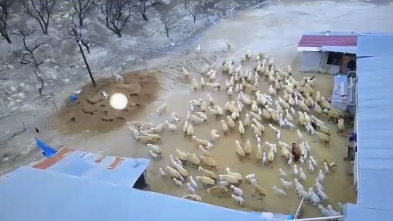 Darende’de Kuzu Doğumları Sürüyor