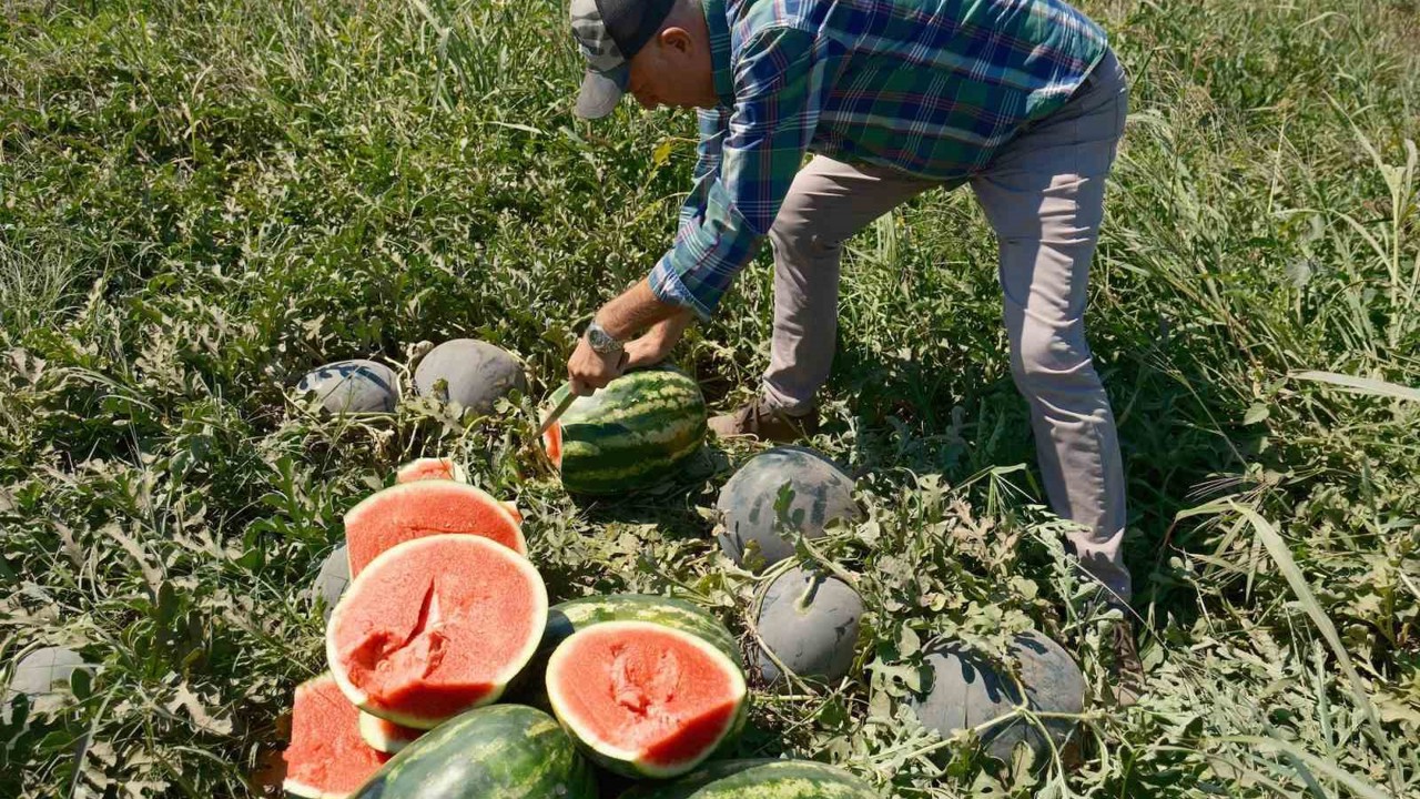 Iphone 17 almak için 30 tır karpuz ya da 2 tır domates satmak gerekiyor
