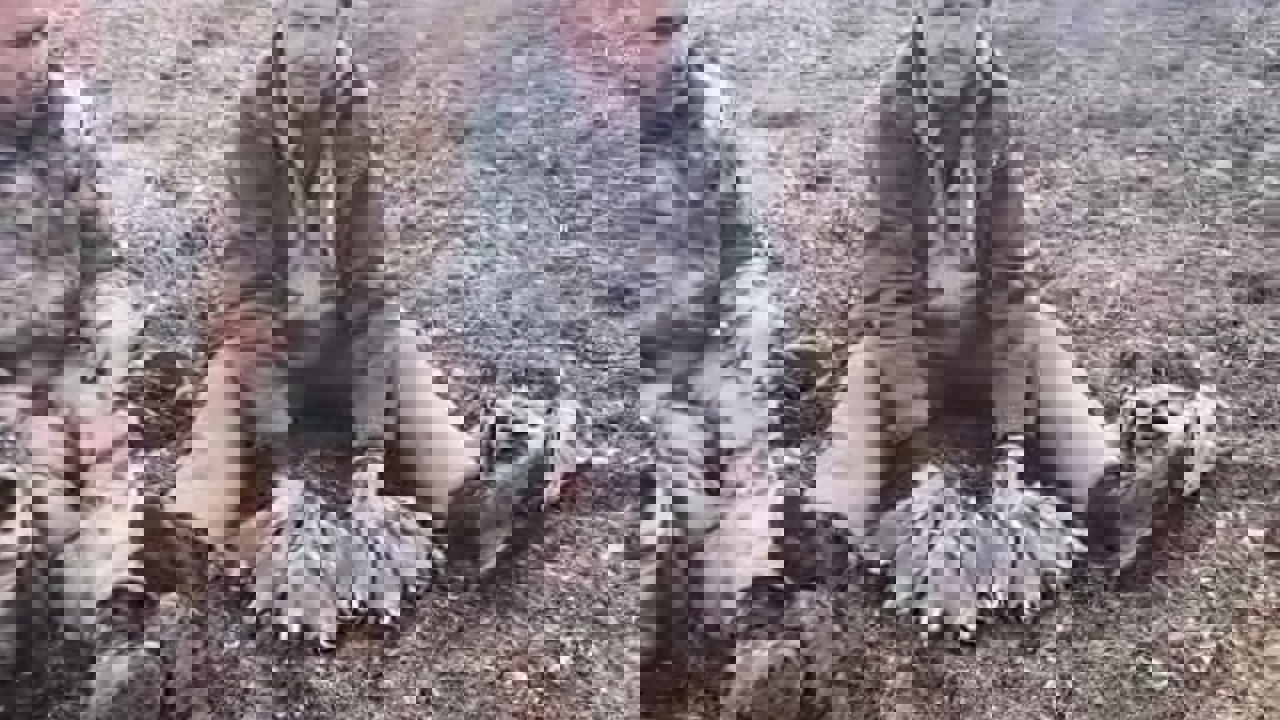 Malatya’da Keklik Popülasyonu İçin Saha Çalışması Yapıldı