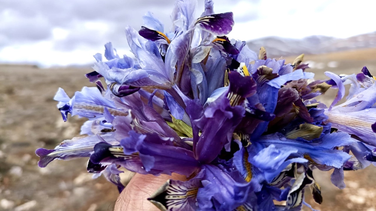 Nevruz Çiçekleri İle Darende Dağları Renk Cümbüşüne Büründü