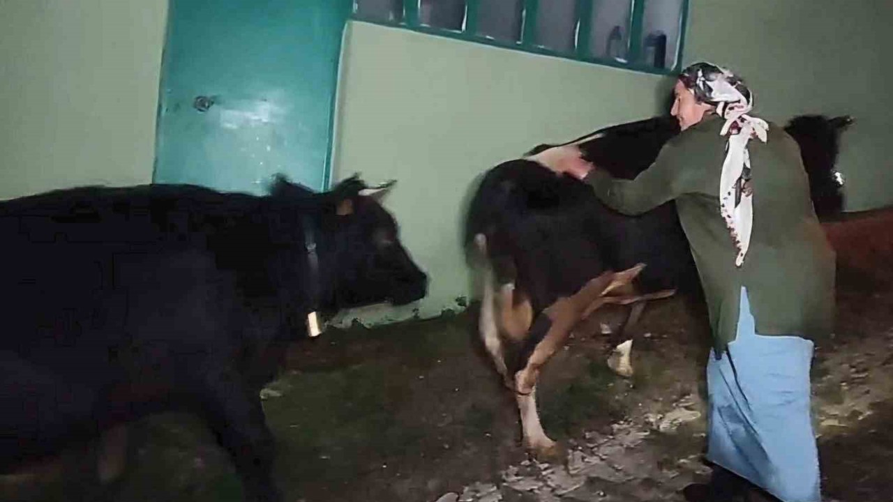 Dere suyu yükselince mahsur kalan hayvanlar 2.5 saatlik operasyonla kurtarıldı
