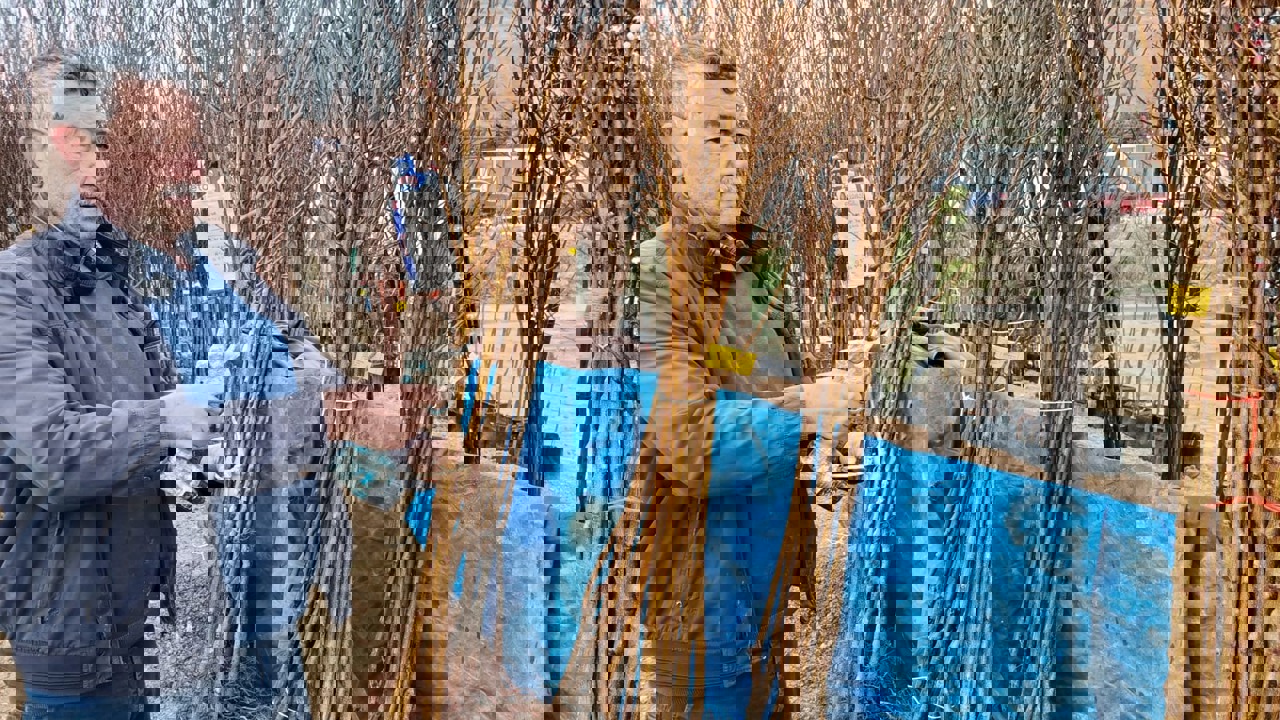 Darende’de Kayısı Fidanına Yoğun İlgi