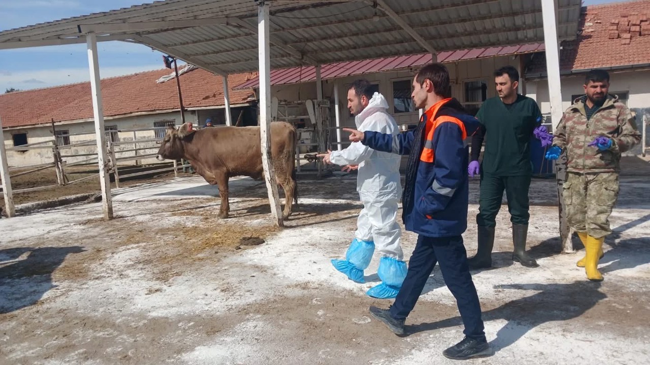 Akçadağ’daki TİGEM Sultansuyu İşletmesi’nde şap hastalığı nedeniyle 450 büyükbaş