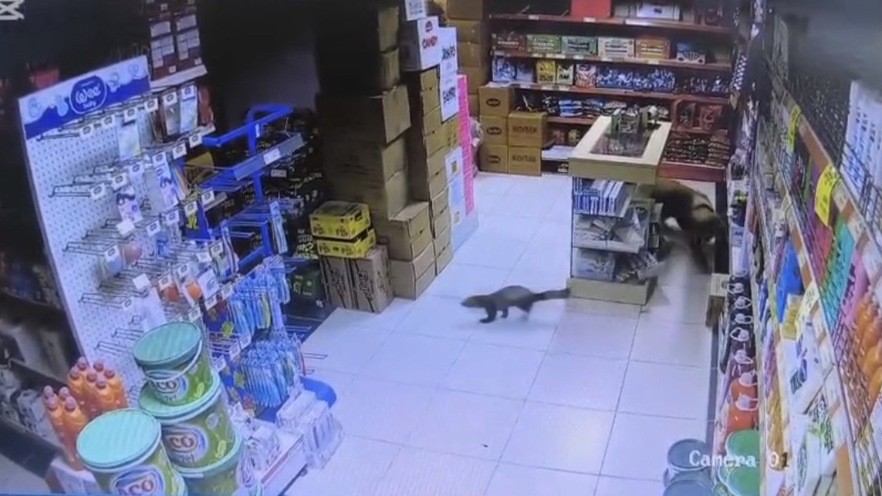 Dilek Mahallesi’nde sansar markete girdi, Paşa kovalamaya başladı