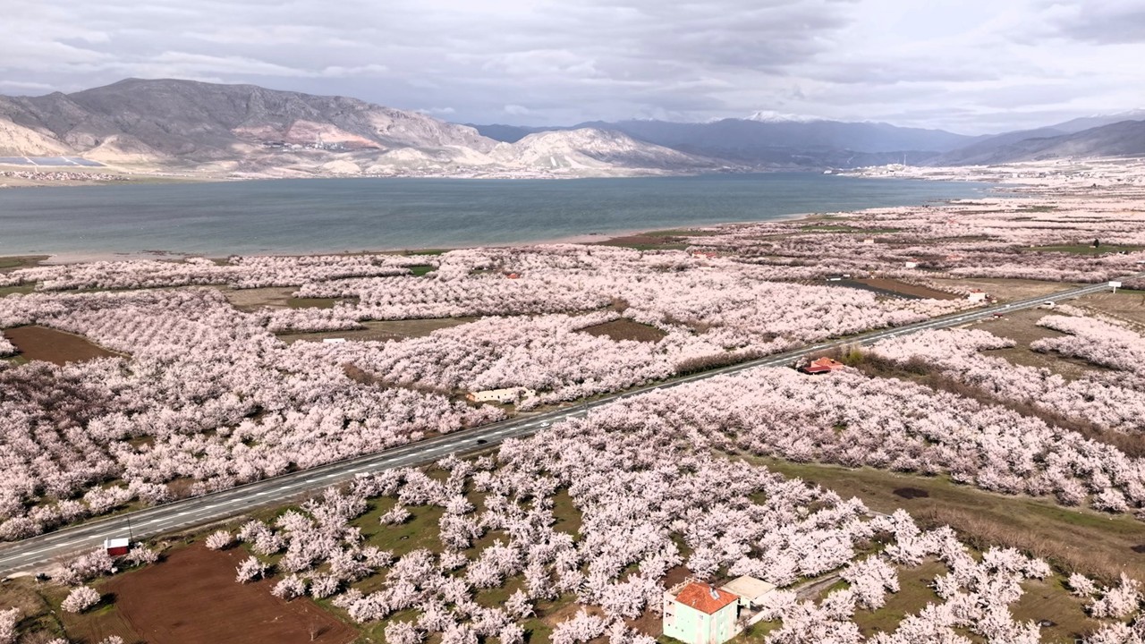 Malatya’da kayısı üreticilerine yönelik önemli uyarılarda bulunan Ziraat Mühendi