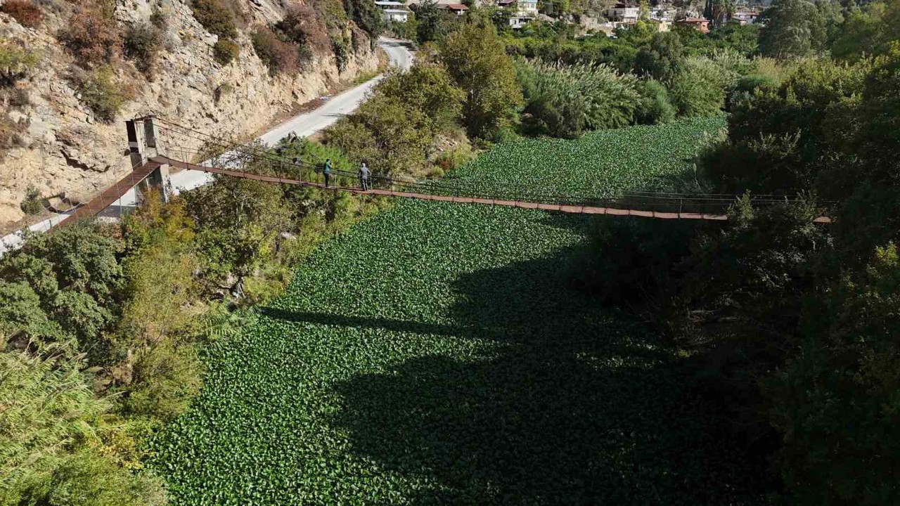 İstilacı su sümbülleri, Asi nehrini yeşile bürüyerek suyu görünmez hale getirdi
