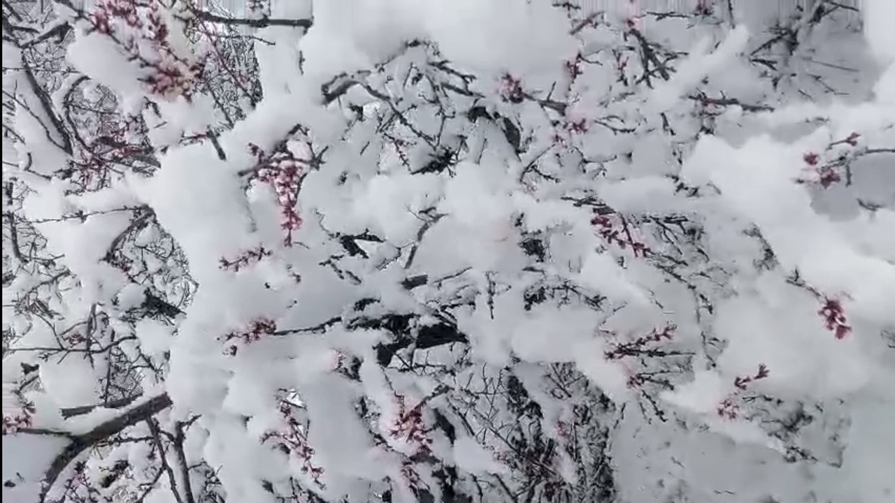 Nisan’da Kış Geri Döndü: Darende’de Kar, Kayısıda Don Riski