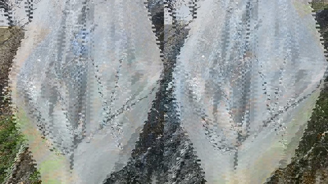 Kayısıda Don Tehlikesine Karşı Farklı Çözümler