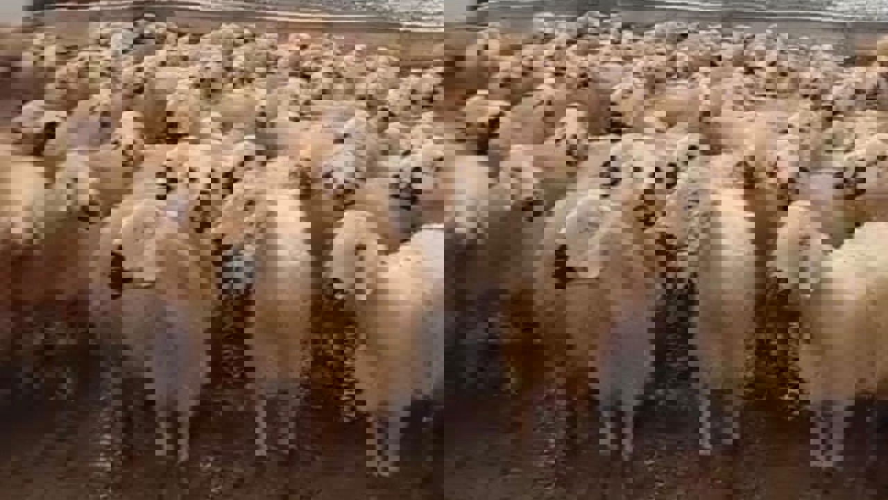 Yarımca’da Kar Altında Zorlu Üretim