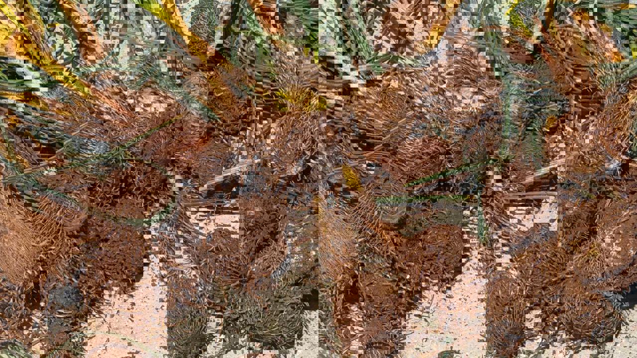 Darende kırsalında baharın yüzünü göstermesiyle birlikte doğada kendiliğinden ye