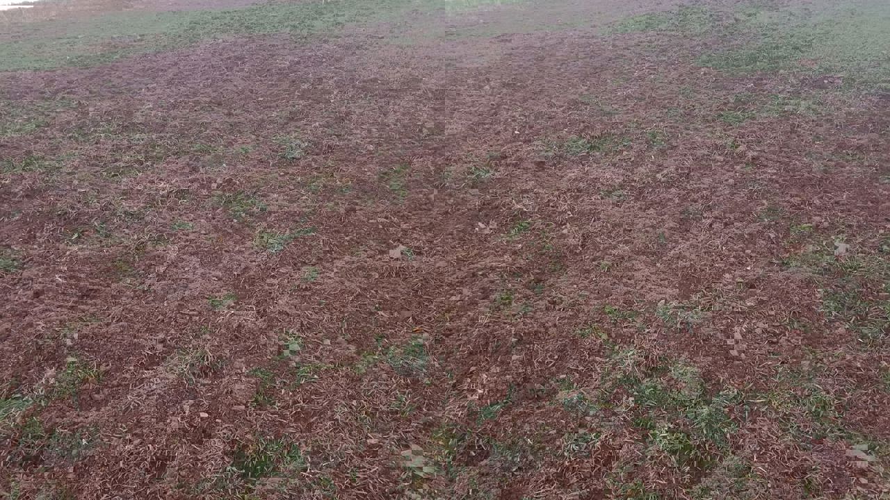 Pütürge ilçesine bağlı Arıtoprak Mahallesi’nde artan yaban domuzu popülasyonu, t