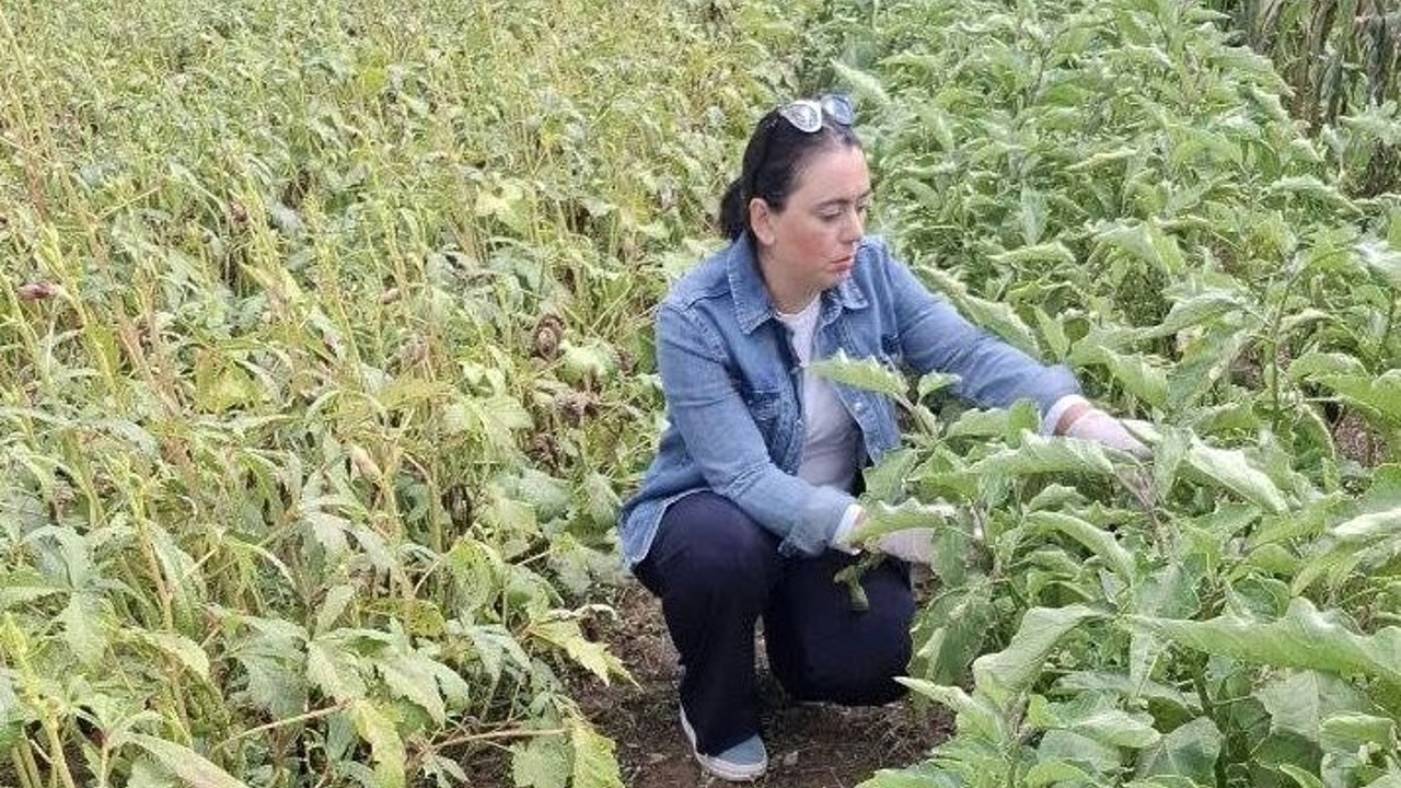Menteşe’de zararlı kontrolleri yoğunlaştı
