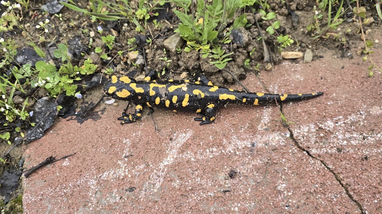 Gündüzbey’de Nadir Tür Görüntülendi: Anadolu semenderi Ortaya Çıktı