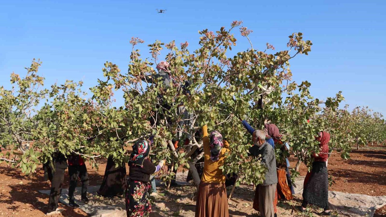 Zirai don, kuraklık ve yok yılı Antep fıstığı rekoltesini düşürdü
