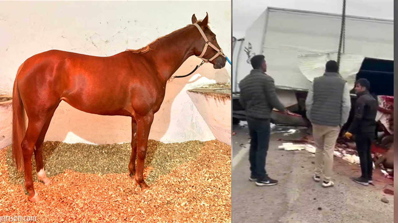 Adana’da koşuya katıldıktan sonra Elazığ Hipodromu’na götürülmek üzere yola çıka